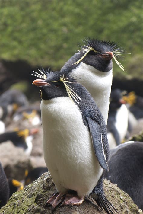 Como é A Asa Dos Pinguins BRAINSTACK