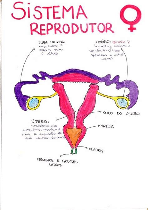 Sistema reprodutor feminino Blog da mãe natureza
