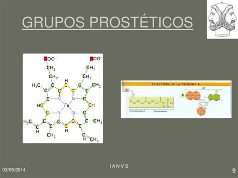 PPT Proteínas estrutura tridimensional e forças envolvidas