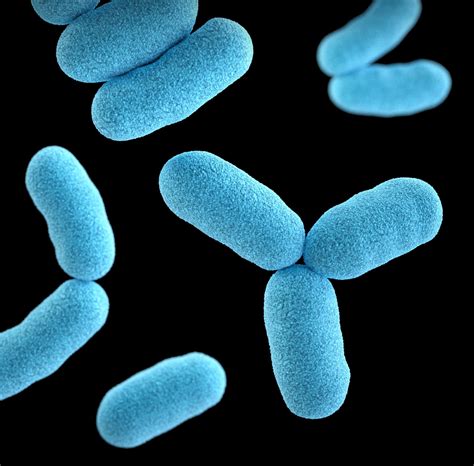 Bacilo es cualquier bacteria en forma de bastón. Microbiología