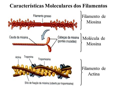 spirals of actin myosin Google Search