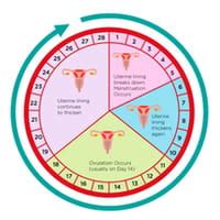 considere que o ciclo menstrual de uma mulher seja de 28 dias calcule o