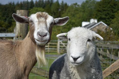 Why Farmers Separate Sheep From Goats? The Livestock Expert
