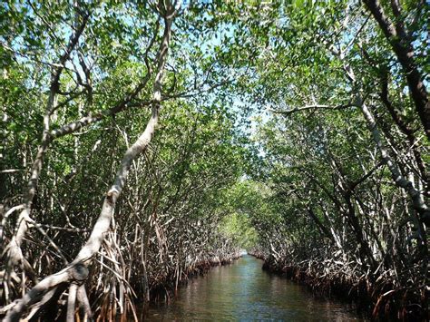 (Enem 2016) Questão 48 A vegetação apresenta adaptações ao ambiente