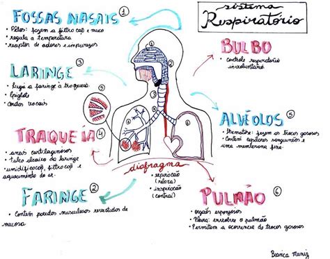 MAPA MENTAL SISTEMA RESPIRATÓRIO Com Ciência Hotmart