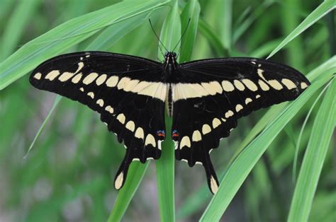 Black and Yellow Swallowtail Butterfly Photograph by Amy McDaniel