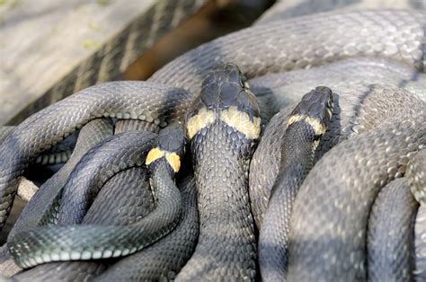 Mensagens, Alertas e Significado de Sonhar Com Muitas Cobras