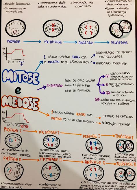 Mapa mental Divisão celular 🧬 Divisão celular, Mitose, Meiose
