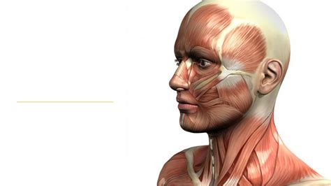 The muscles of the face and neck (to be used merely as guidance for