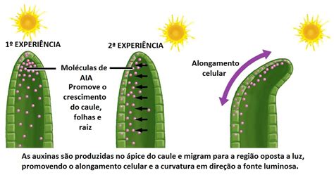 Biologia Hormônios vegetais